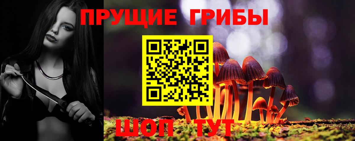Псилоцибиновые грибы Psilocybe Балтийск